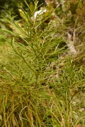 Lycopodium deuterodensum. Mature, branching aerial stems with appressed leaves.
 Image: L.R. Perrie © Te Papa CC BY-NC 4.0